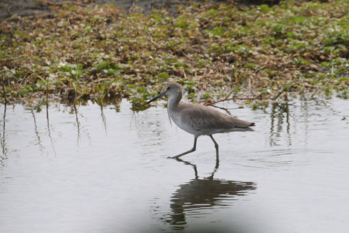 Willet